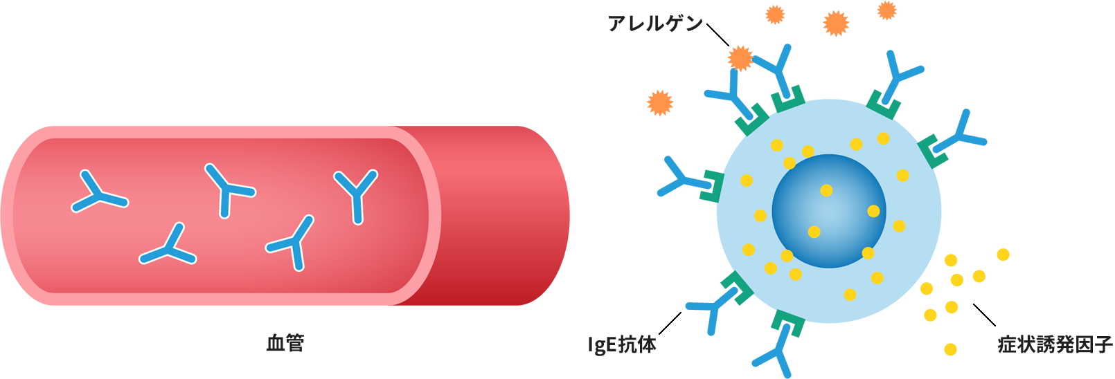 即時型アレルギーにおける生体反応