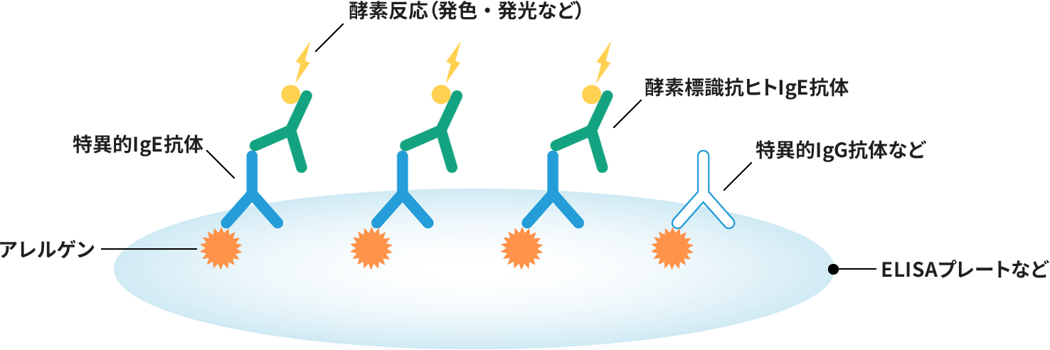 特異的IgE抗体測定の主な原理