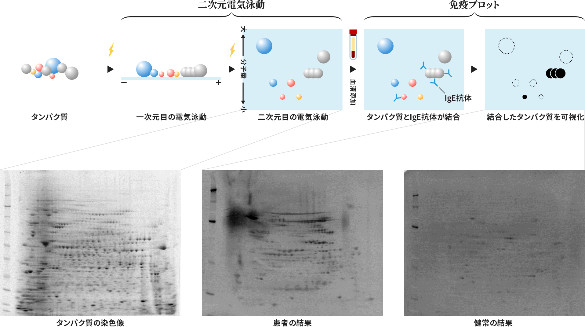 二次元電気泳動と免疫ブロット